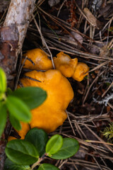 Chanterelle mushrooms growing in forest floor debris, natural habitat