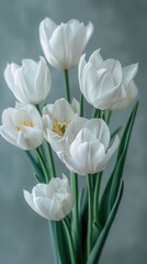 A bouquet of white tulips in full bloom grey background photo.
