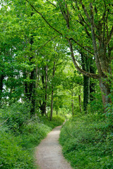 Fototapeta premium Path in the lush green forest. Beautiful summer landscape.