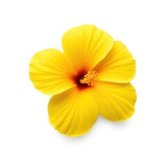 A vibrant yellow hibiscus flower with a dark red center, isolated on white.