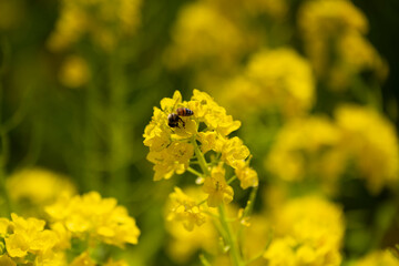 菜の花