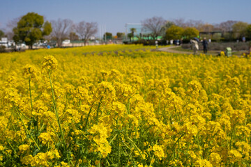 Fototapeta premium 菜の花畑