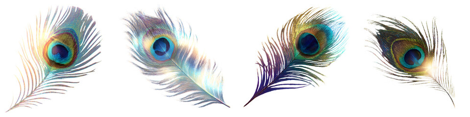 Obraz premium Iridescent Peacock Feathers: Elegant Isolated on White