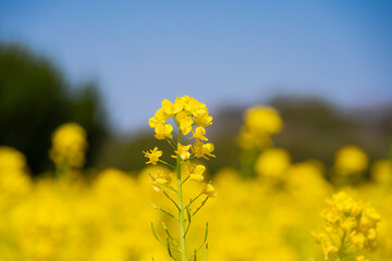 Obraz premium 菜の花畑