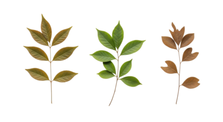 Three stages of leaves are displayed against a transparent background showing vibrant green, golden brown, and dried autumn colors.