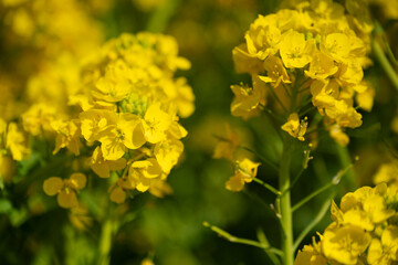 菜の花畑