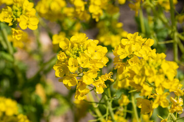 菜の花畑