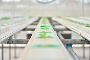 Abstract blurred image of hydroponic farm for background usage