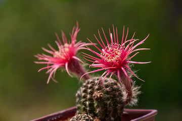 Tropical Flower cactus with blurred background and copy space.	
