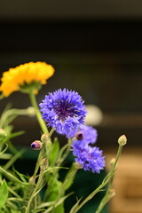 Close-up of Blue Cornflower Blossom – Macro Shot of Centaurea Cyanus