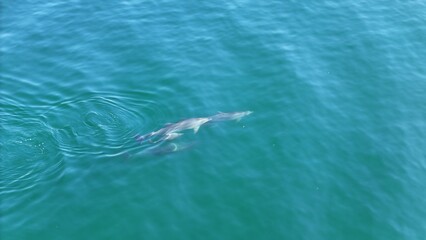 Naklejka premium Aerial shot of a pod of dolphins from the Bosphorus. Slow motion footage of dolphins swimming. Drone footage of a dolphin rider