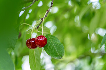 Close-up of ripe cherry fruit on a branch with vibrant green leaves outdoors.