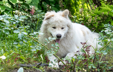 White dog in garden, fluffy pet, summer nature, outdoor animal