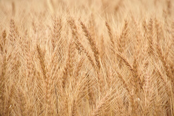 当別町の小麦畑 Wheat Field in Tobetsu