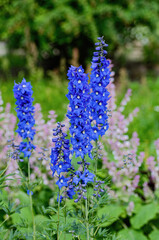 Delphinium flower, blue blossom, garden plant, summer bloom