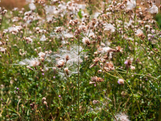 Close-up of wild thistle plants with fluffy seed heads in a meadow on a sunny summer day, showing...