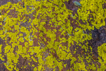 Lichen growing on rock surface in serene outdoor setting