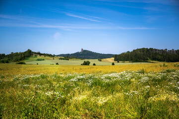 Blossoming chamomilla meadow, Castle ruin Trosky, Czech paradise.
