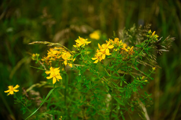 Hypericum perforatum (St. John's wort), yellow flowering medicinal plant
