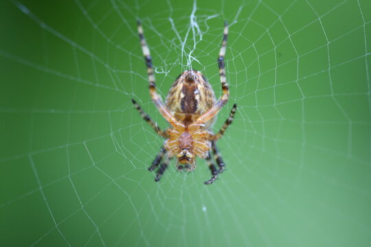 spider on the web