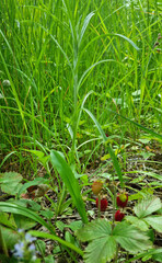 wild strawberries in a meadow close-up, selective focus