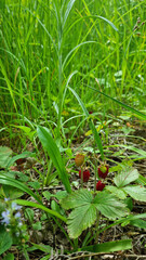 wild strawberries in a meadow close-up, selective focus