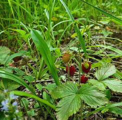 wild strawberries in a meadow close-up, selective focus