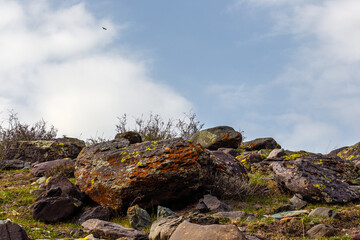 Bird flying over serene hillside with rocks during daytime