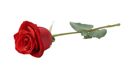 Red Rose on Black, isolated on transparent background
