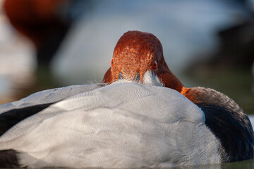 Close-up of a male common pochard (Aythya ferina) resting on the water.