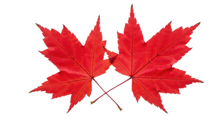 Two vibrant red maple leaves are isolated against a solid transparent background, showcasing their intricate details