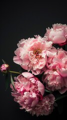 Pink Peonies on a Black Background