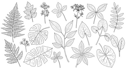 Obraz premium Botanical collection: linear line art of diverse leaves and foliage