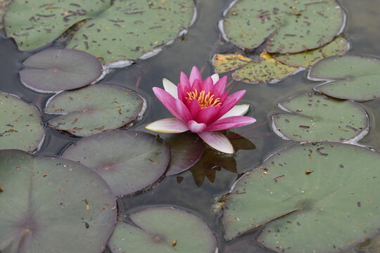 pink water lily