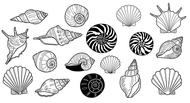 Hand-drawn seashell collection featuring nautical black and white sea shells