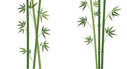 Obraz premium Green bamboo stalks with leaves on white background