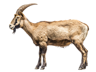 Mountain goat with curved horns and bearded face standing sideways in rustic stance isolated on transparent background