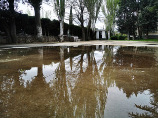 beautiful reflections of trees on a large rain puddle