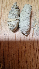 Cocoon structures attached to wooden surface in natural habitat, showcasing development stages of insects in their environment