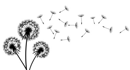 Silhouette of dandelions with seeds blowing in the wind on white background