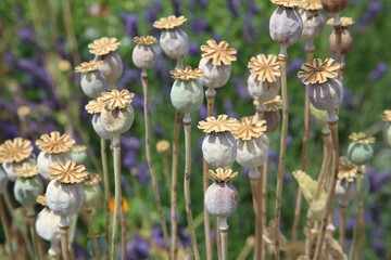 Tête de graines de pavots papayer dans un jardin
