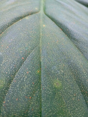 close up of patterned taro leaves