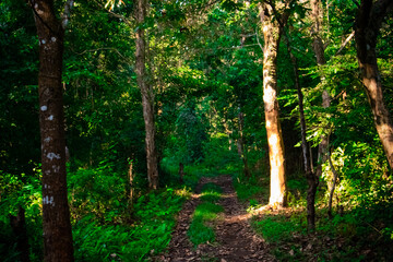 trees in the forest
