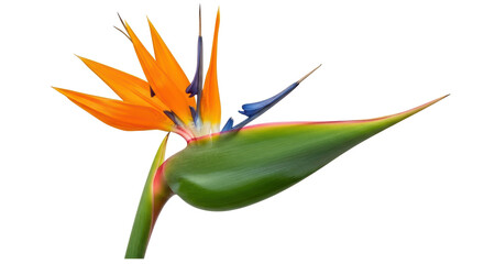 Isolated Bird of Paradise Flower