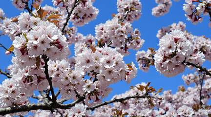 Obraz premium Close up of Cherry Blossoms Against a Bright Blue Sky on a Sunny Day