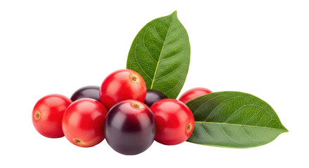 Isolated Jaboticaba Fruits