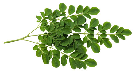 Isolated Moringa Tree Branch