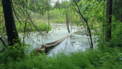 Report of a beaver's work gnawing on an aspen tree trunk. In six months. Selective Focus
