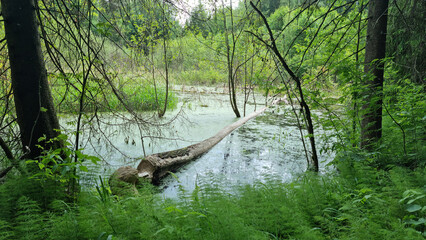 Report of a beaver's work gnawing on an aspen tree trunk. In six months. Selective Focus