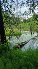 Report of a beaver's work gnawing on an aspen tree trunk. In six months. Selective Focus